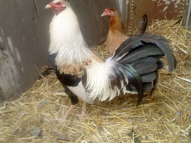Curar en gallos de pelea ronquera como la
